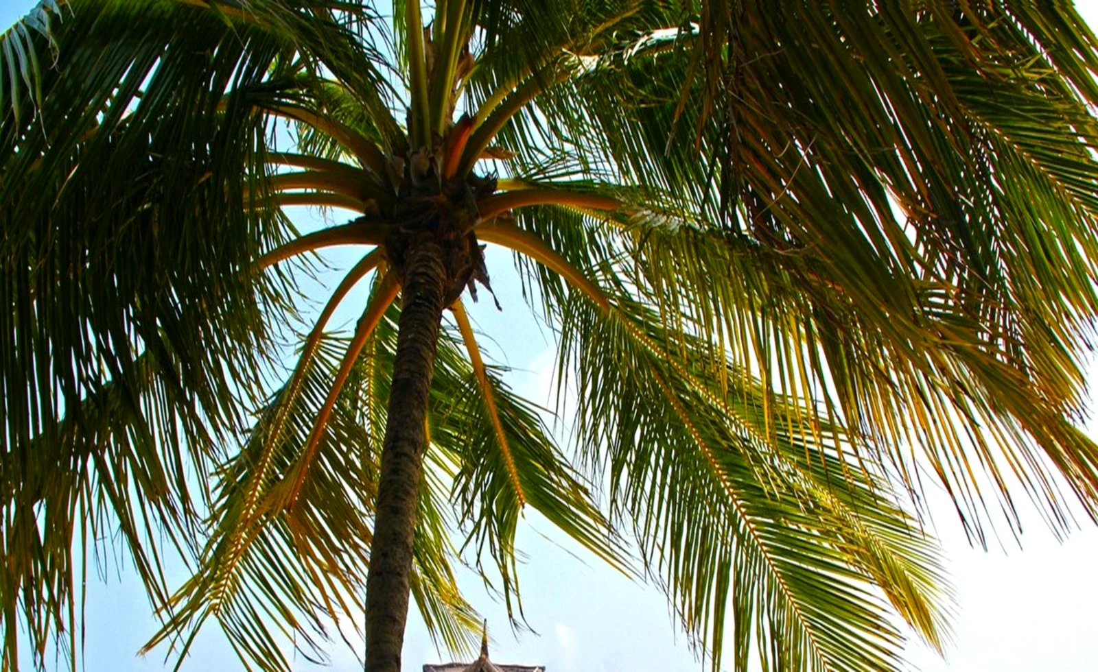 Nebula Jungle Villas Ubud